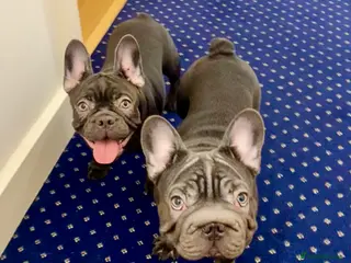 French Bulldog dogs KC registered French Bulldog Girl & 1 Boys 🐶❤️ - Advert 20