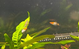Swordtails fish for sale: Swordtails orange lyretail,kohak,tri colour  - Image 12