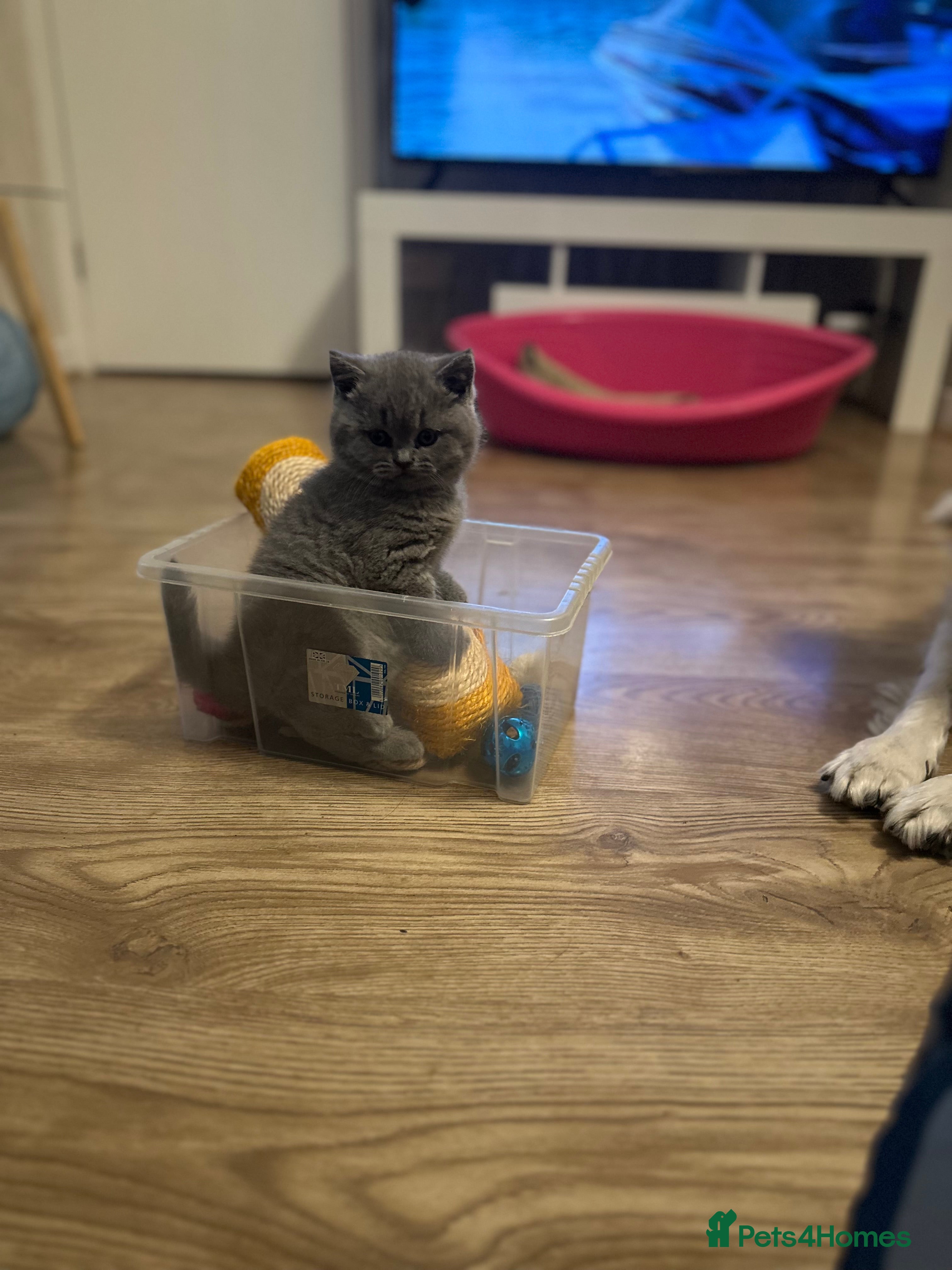 British Shorthair cats BeautifulGCCF Registered British Shorthair Kittens - Advert 1