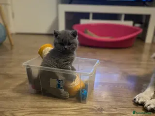 British Shorthair cats BeautifulGCCF Registered British Shorthair Kittens - Advert 1