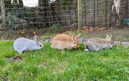 Mixed Breed rabbits for sale: Beautiful well handled baby bunnies - Image 9