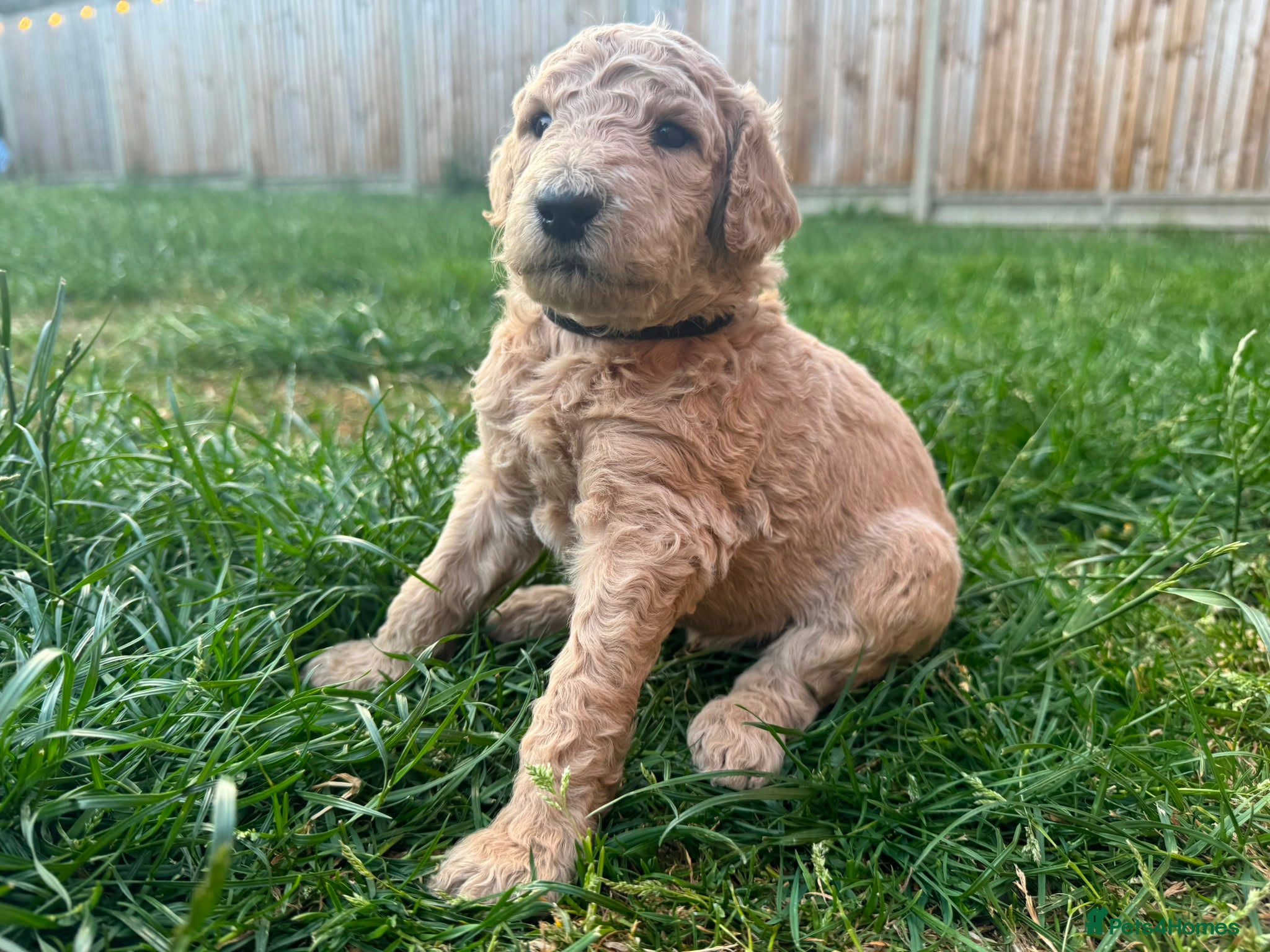 Goldendoodle dogs for sale: Stunning Goldendoodle Puppies in Herne Bay - Advert 32