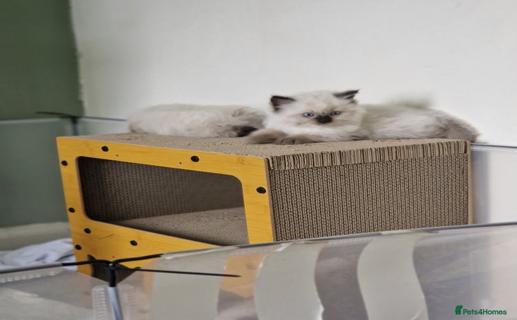Ragdoll cats - Advert 3