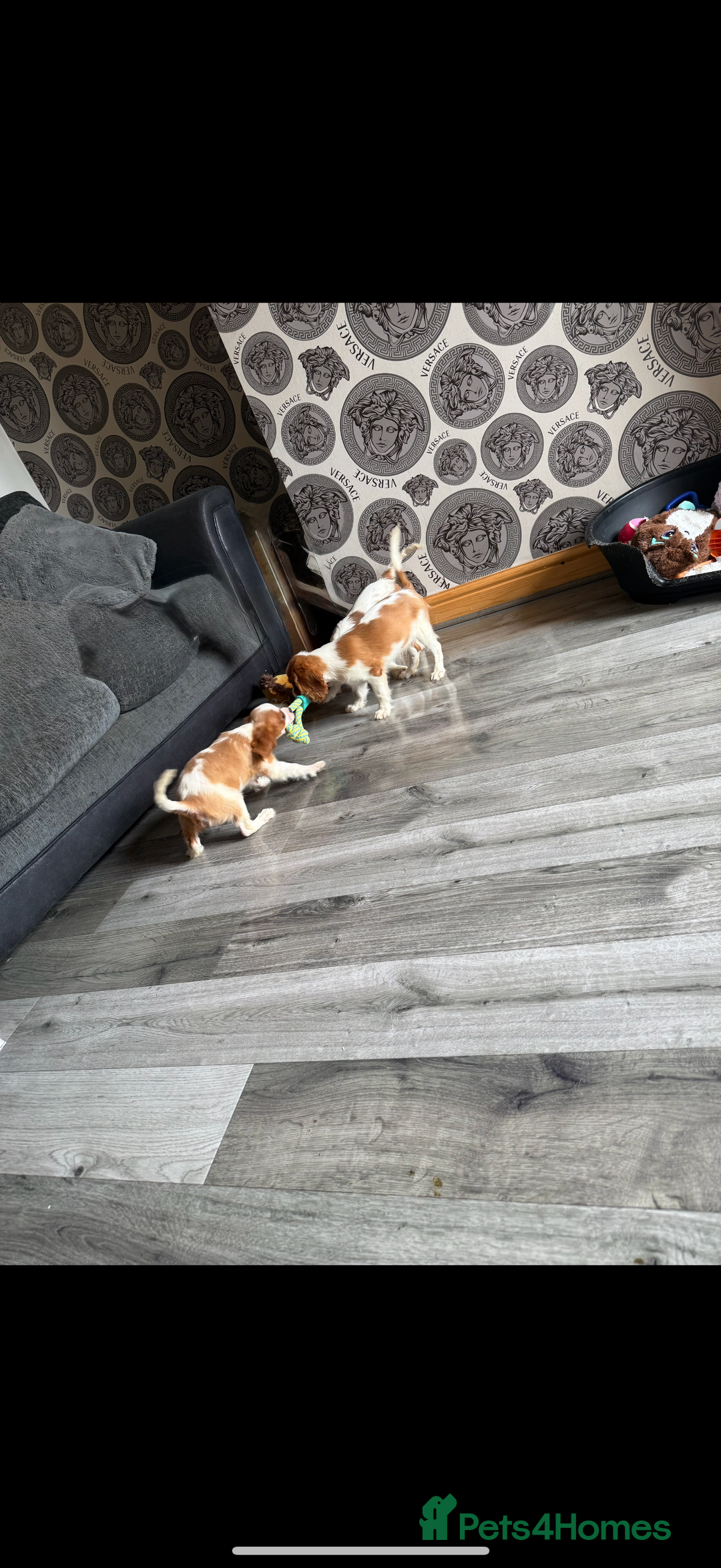 Cavalier King Charles Spaniel dogs for sale: Kennel club reg dna cavalier pups fully vaccine  - Image 32
