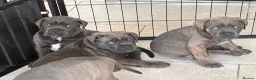 Cane Corso dogs for sale: Pure CANE CORSO BABYS . From £1000 - Advert 29