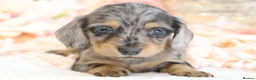 Miniature Dachshund dogs for sale: KC Longhair Miniature Dachshund Puppies - Advert 1