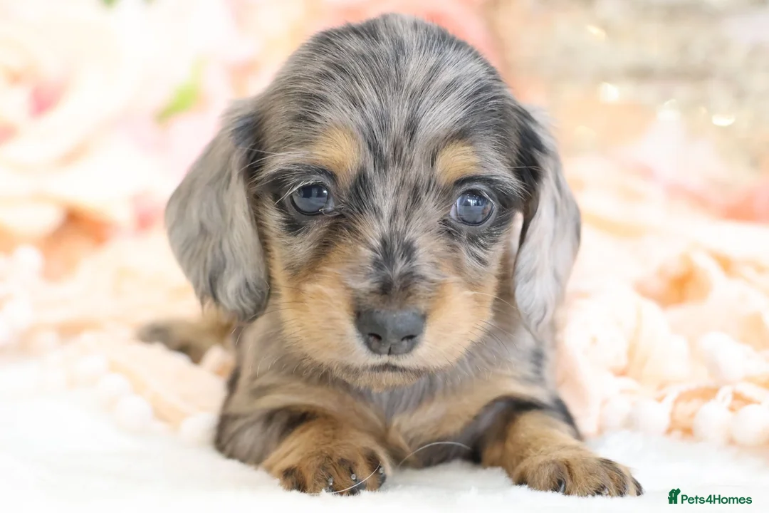 Miniature Dachshund dogs for sale: KC Longhair Miniature Dachshund Puppies - Advert 1