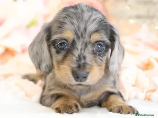 Miniature Dachshund dogs KC Longhair Miniature Dachshund Puppies - Advert 1