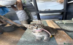 Maine Coon cats for sale: Mainecoon x  - Image 4