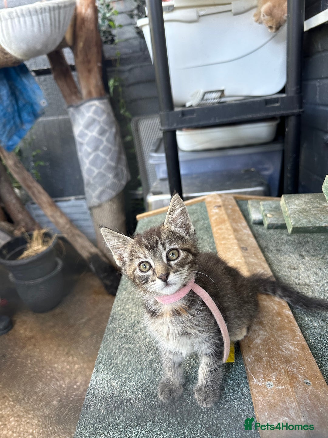 Maine Coon cats for sale: Mainecoon x  - Image 4