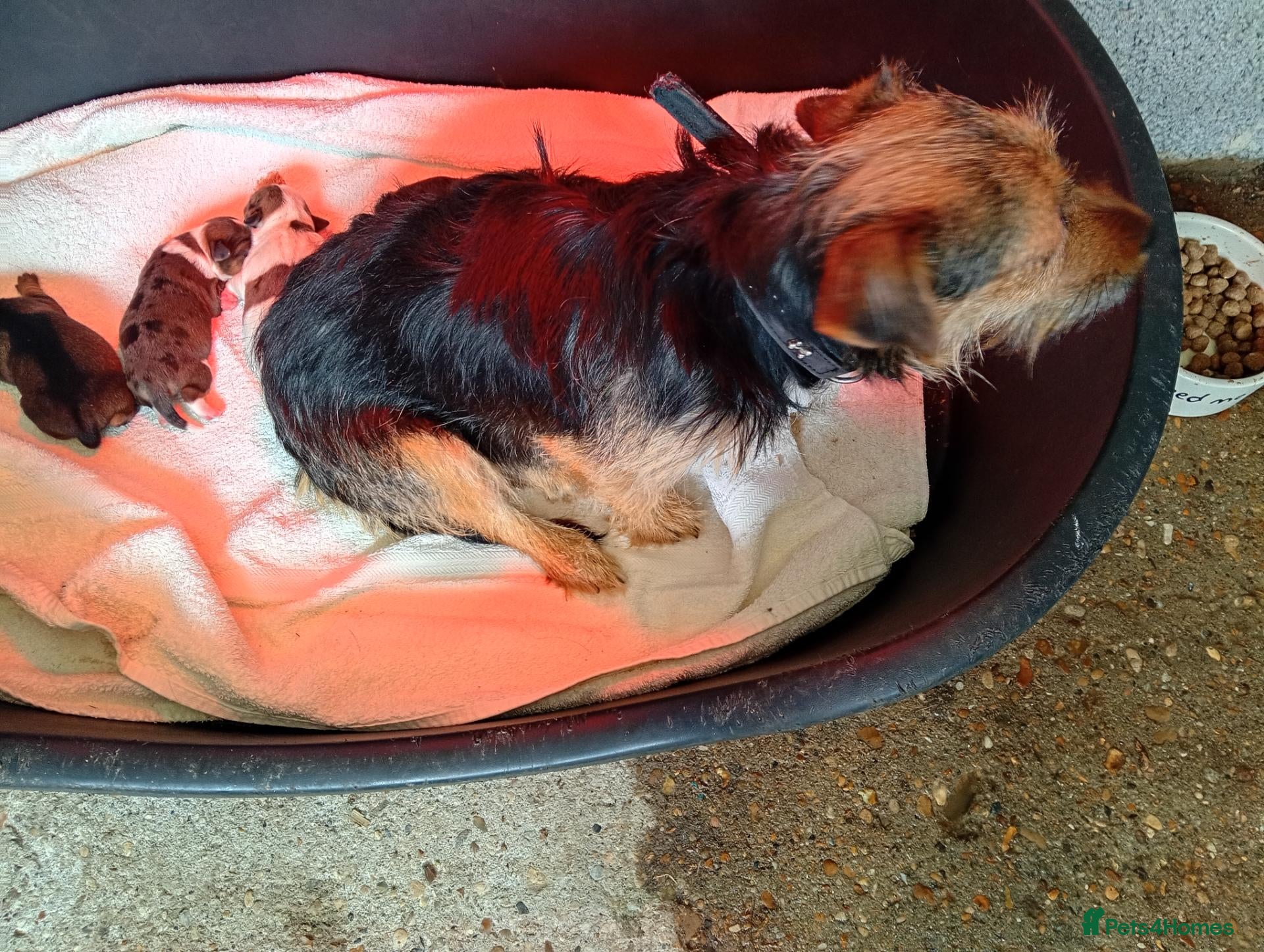 Mixed Breed dogs Jack Russell x rough coated - Advert 2