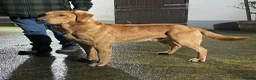 Labrador Retriever dogs for sale: Fox red labrador puppies - Advert 13