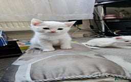 Mixed Breed cats for sale: 7 gorgeous cuties - Image 7