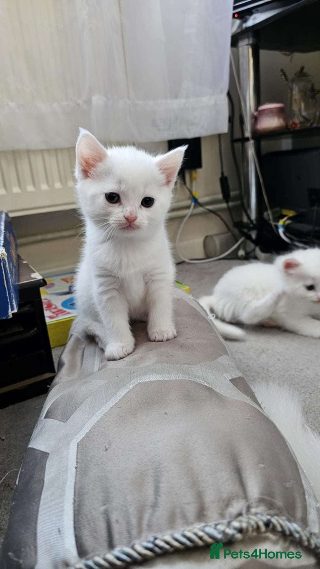 Mixed Breed cats for sale: 7 gorgeous cuties - Image 7