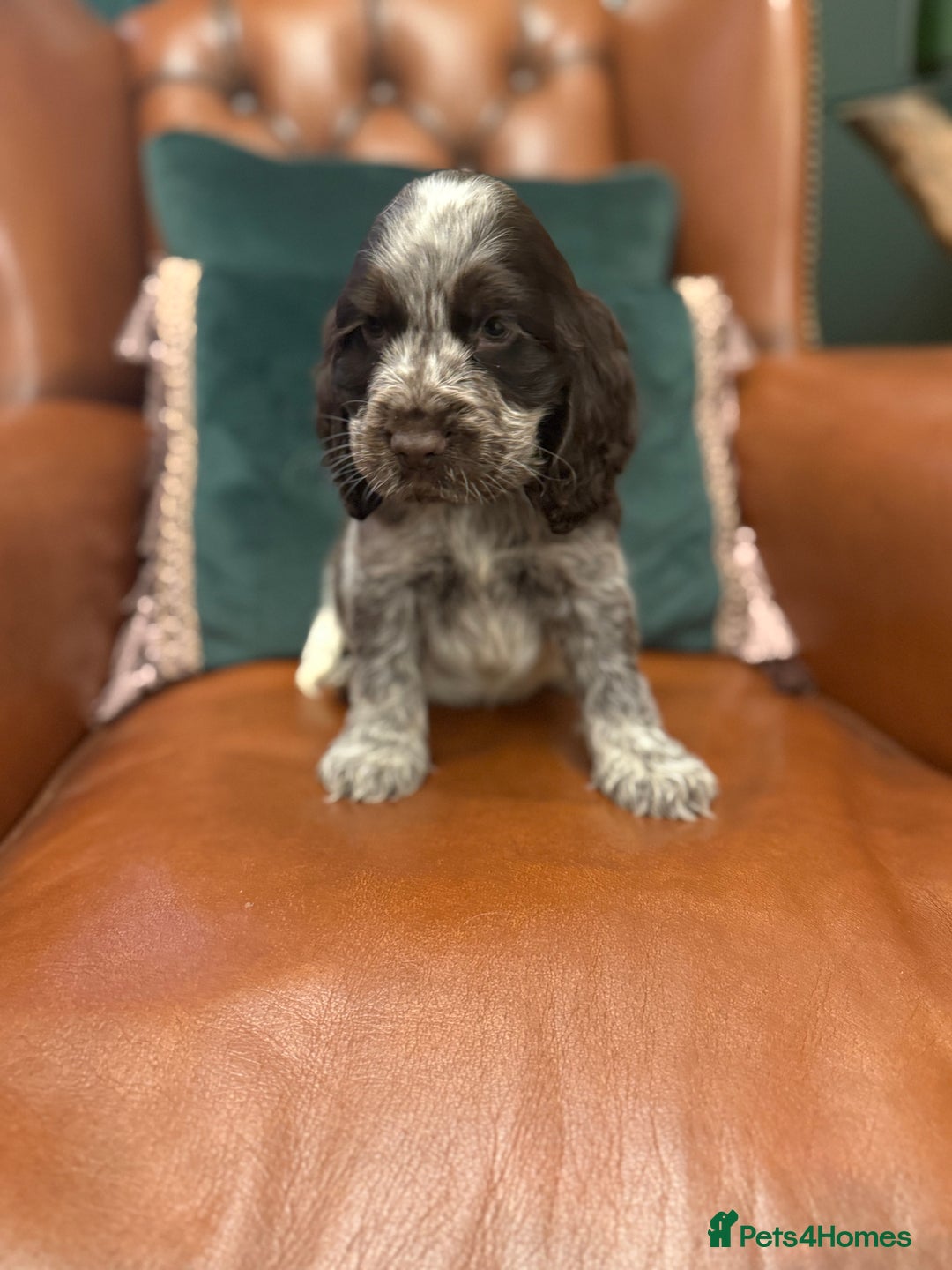 Beautiful Tan Pointed Show Cockers Kc for sale in Pontefract