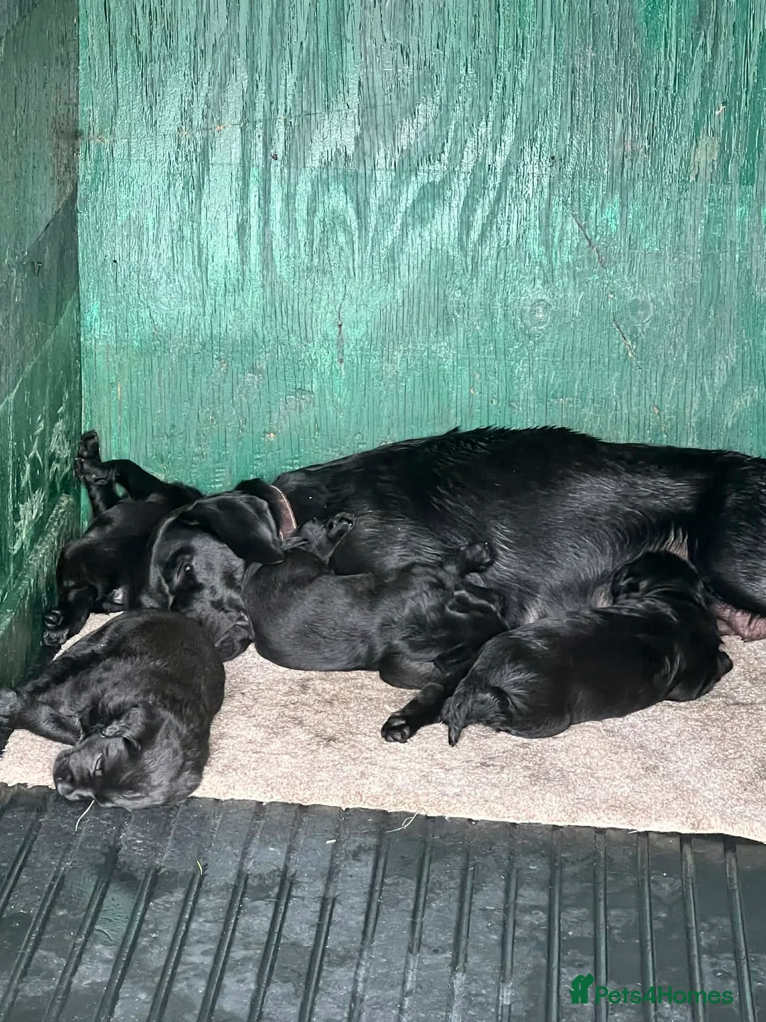 Labrador Retriever dogs for sale: Labrador puppy - Advert 10