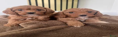Cavapoo 4