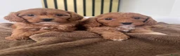 Cavapoo dogs for sale: Cavapoo puppy mix litte For Sale in Larbert - Advert 5