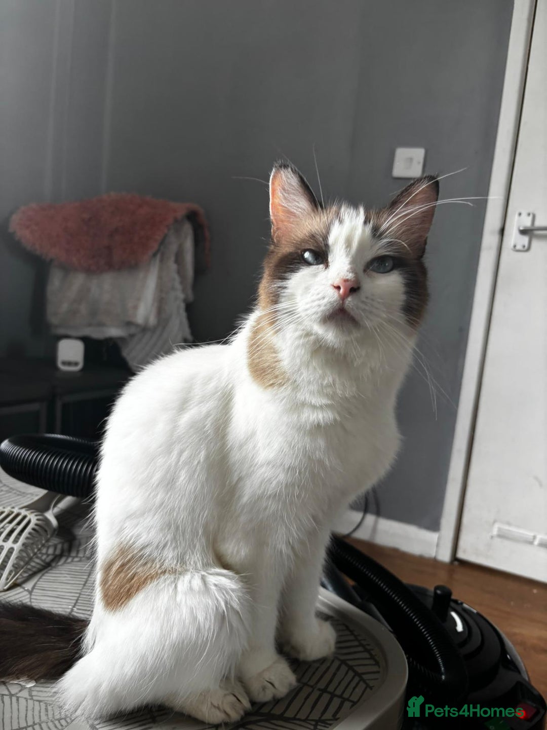 Ragdoll cats for sale: 4 gorgeous fluffy ragdoll kittens  - Image 11