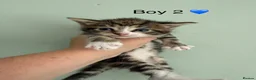 Maine Coon cats for sale: Maine coon X BSH Kittens - Advert 1