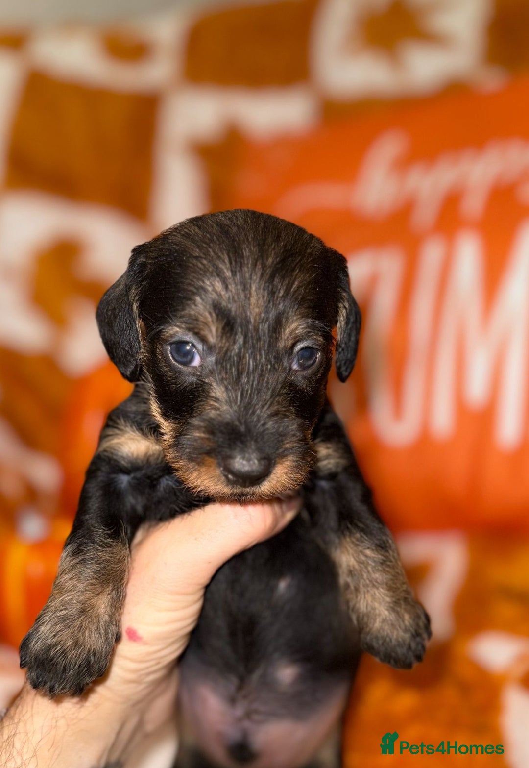 Dachshund dogs for sale: 🩷💙Stunning KC Wire haired Dachshunds🩷💙 - Image 10