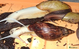 Snails invertebrates for sale: Mixed age and colour Giant African Land Snails - Image 5