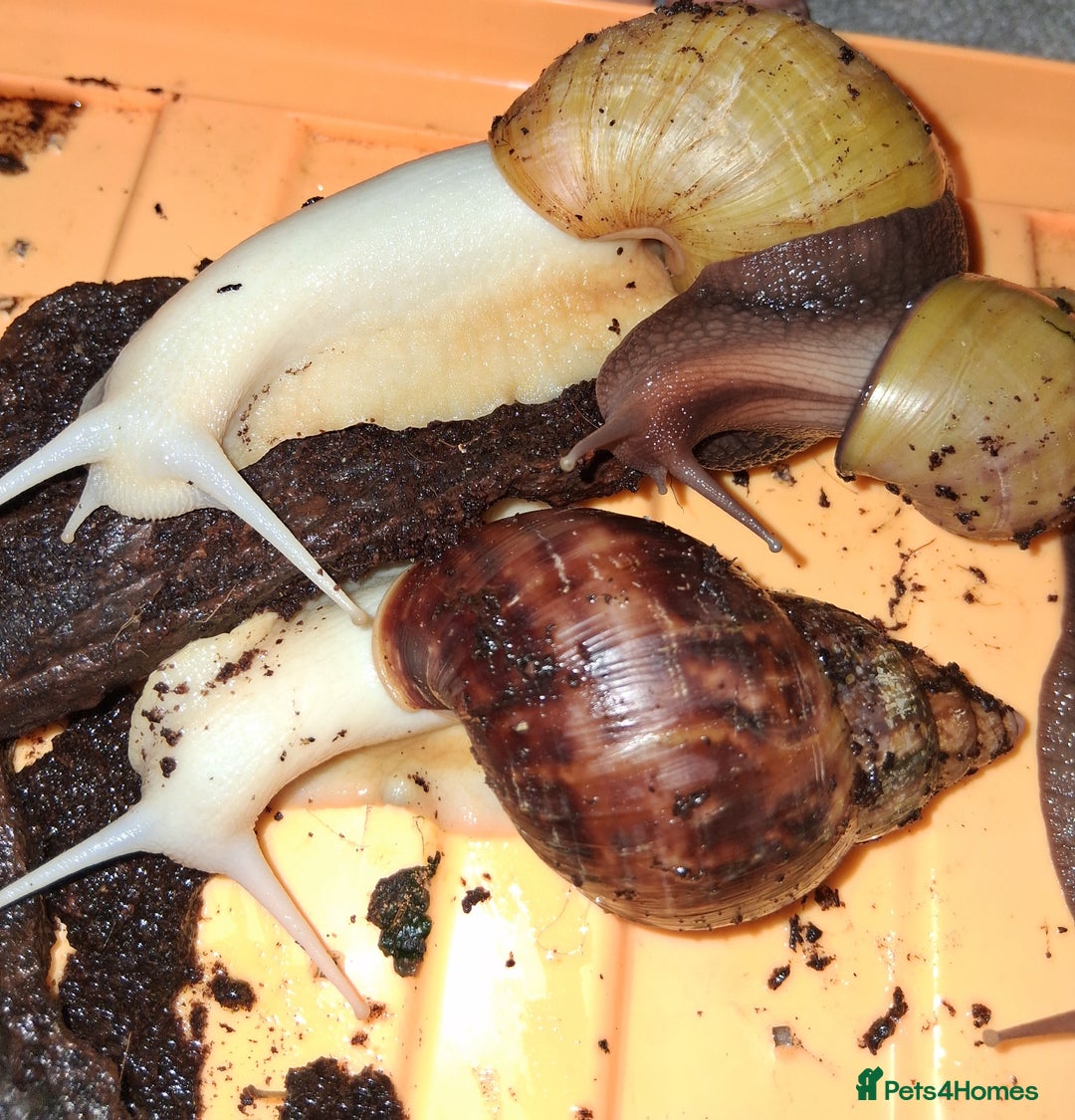 Snails invertebrates for sale: Mixed age and colour Giant African Land Snails - Image 5