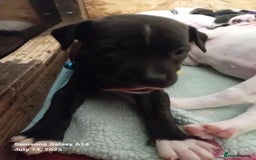 Staffordshire Bull Terrier dogs for sale: Staffie puppies for sale  - Image 7