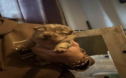 Chow Chow dogs for sale: Rare Chow chow puppies - Image 30