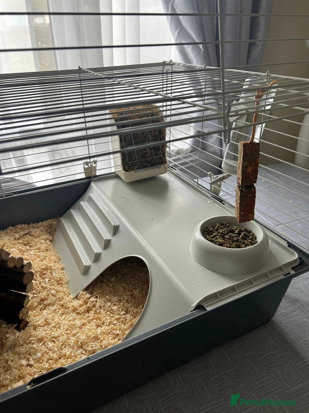 Guinea Pig rodents for sale: 2 beautiful Male Guinea Pigs  - Advert 6