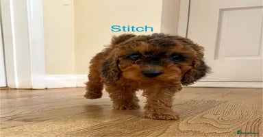 Cockapoo dogs - Advert 11