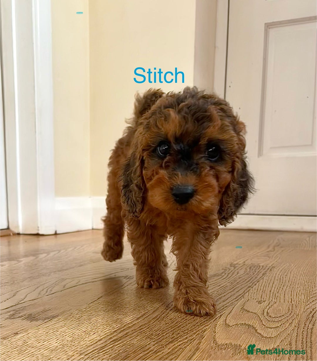 Cockapoo dogs for sale: F2B Red Cockapoos **BOTH PARENTS DNA CLEAR** - Image 6