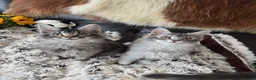 Maine Coon cats for sale: ✨ EXCEPTIONAL TICA-REGISTERED MAINE COON KITTENS ✨ - Advert 12