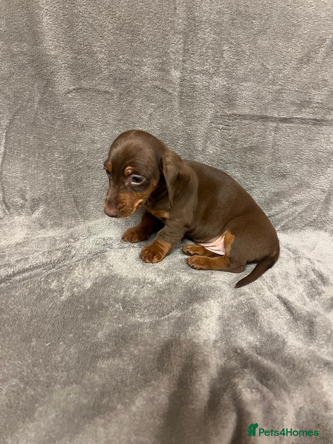 Miniature Dachshund dogs for sale: Miniature dachshund  - Advert 4
