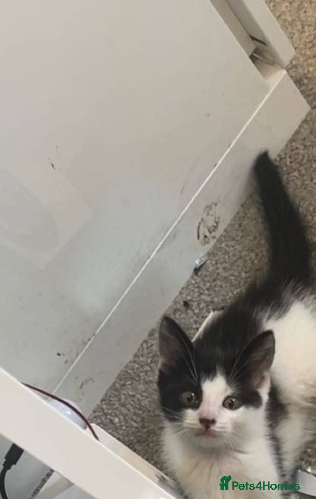 Mixed Breed cats for sale: 1 boy 1 girl - Advert 2