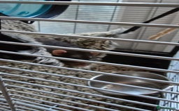 Rat rodents for sale: 2 male rats for rehoming  - Image 2