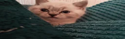 British Shorthair cats for sale: 2 rare Colour point British Shorthair kittens  - Advert 14