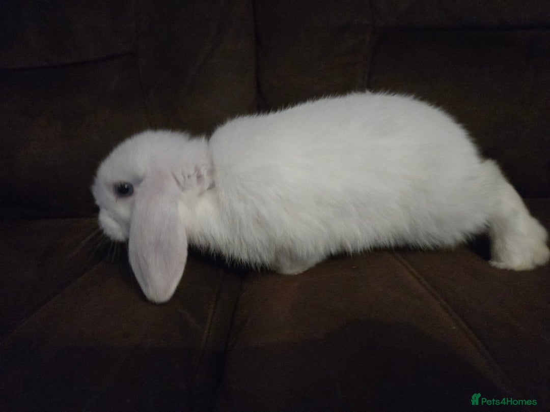 Mini Lop rabbits for sale: Beautiful mini lops  - Image 10