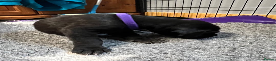 Great Dane Puppy 6 purple