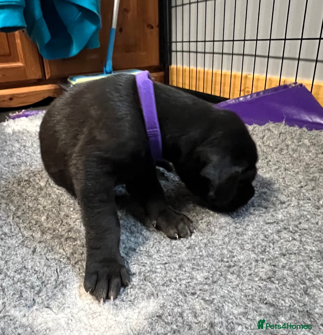 Great Dane dogs for sale: Great Dane pups our own 4th Generation  - Image 7