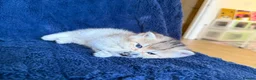 Scottish Fold cats for sale: Beautiful Scottish Fold & Straight Kittens - Advert 11