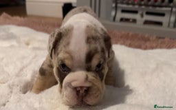 English Bulldog dogs for sale: 💖 5 Adorable English bulldog puppies 💖 - Image 17