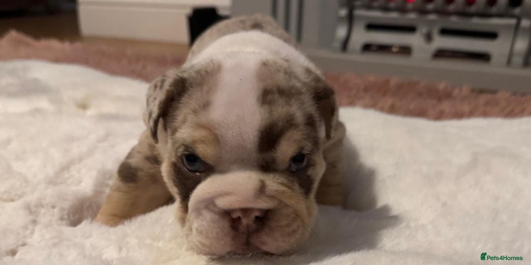 English Bulldog dogs for sale: 💖 5 Adorable English bulldog puppies 💖 - Image 17
