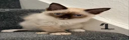Ragamese cats for sale:  Ragamese Kittens (Ragdoll x Siamese Mix)  - Advert 3