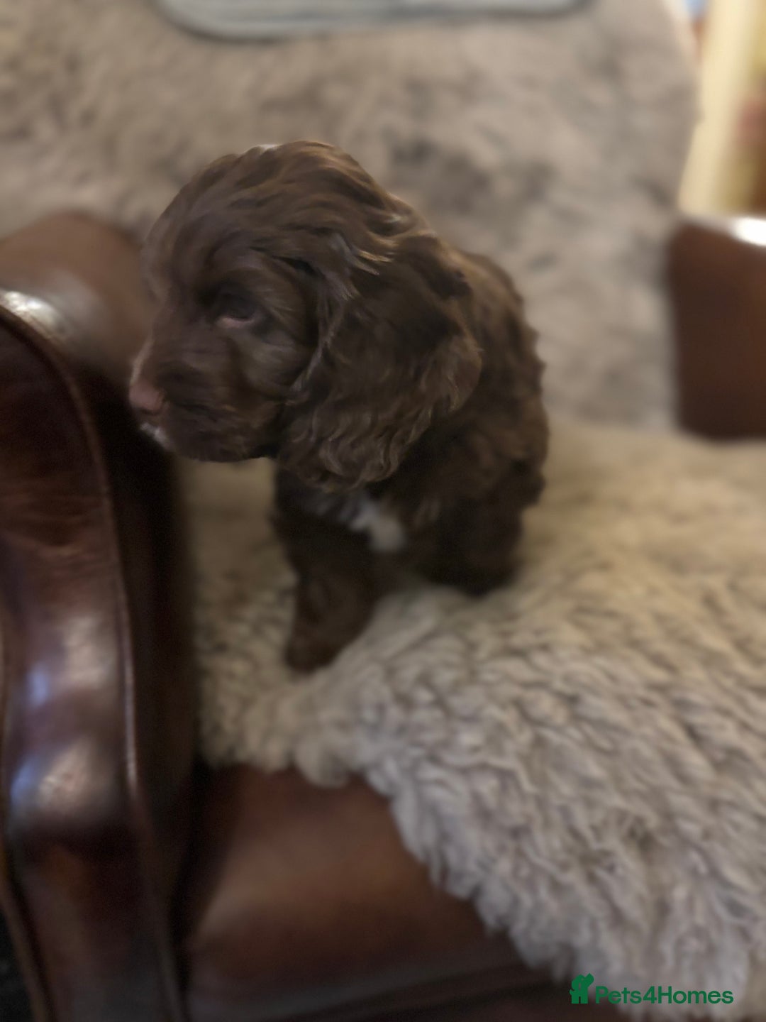 Cockapoo dogs for sale: F1 Chocolate Cockapoo pups - Advert 8