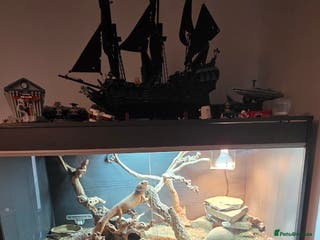 Bearded Dragon reptiles Bearded dragon for sale - Advert 2