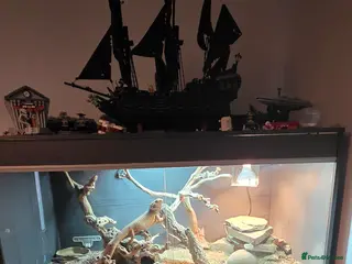 Bearded Dragon reptiles Bearded dragon for sale - Advert 4