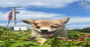 Welsh Corgi Pembroke dogs - Advert 1