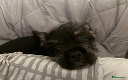 Mixed Breed dogs for sale: french bull dog x carin terrier girls x - Image 4