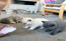 British Shorthair cats for sale: Champion British short hair chunky kittens*unique* - Image 6